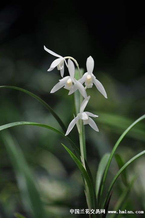 四季花魁……顶级雪白花~~~瑞雪(无尘)有更新