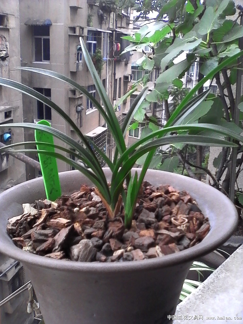 今年气温好,兰花长势比去年好,两腐也相对少一