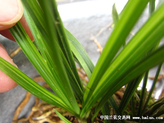 春兰青蓝艺赌中透花(实物颜色要好)