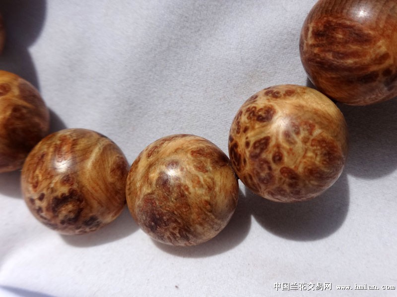 花纹漂亮的琥珀木樱瘤疤手串