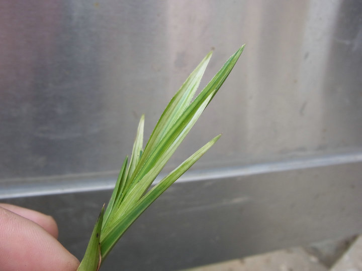下山蕙兰矮种叶形水晶扫尾缟艺
