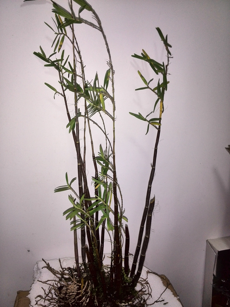 在山里弄的姬竹叶石斛!喜欢的人在不?