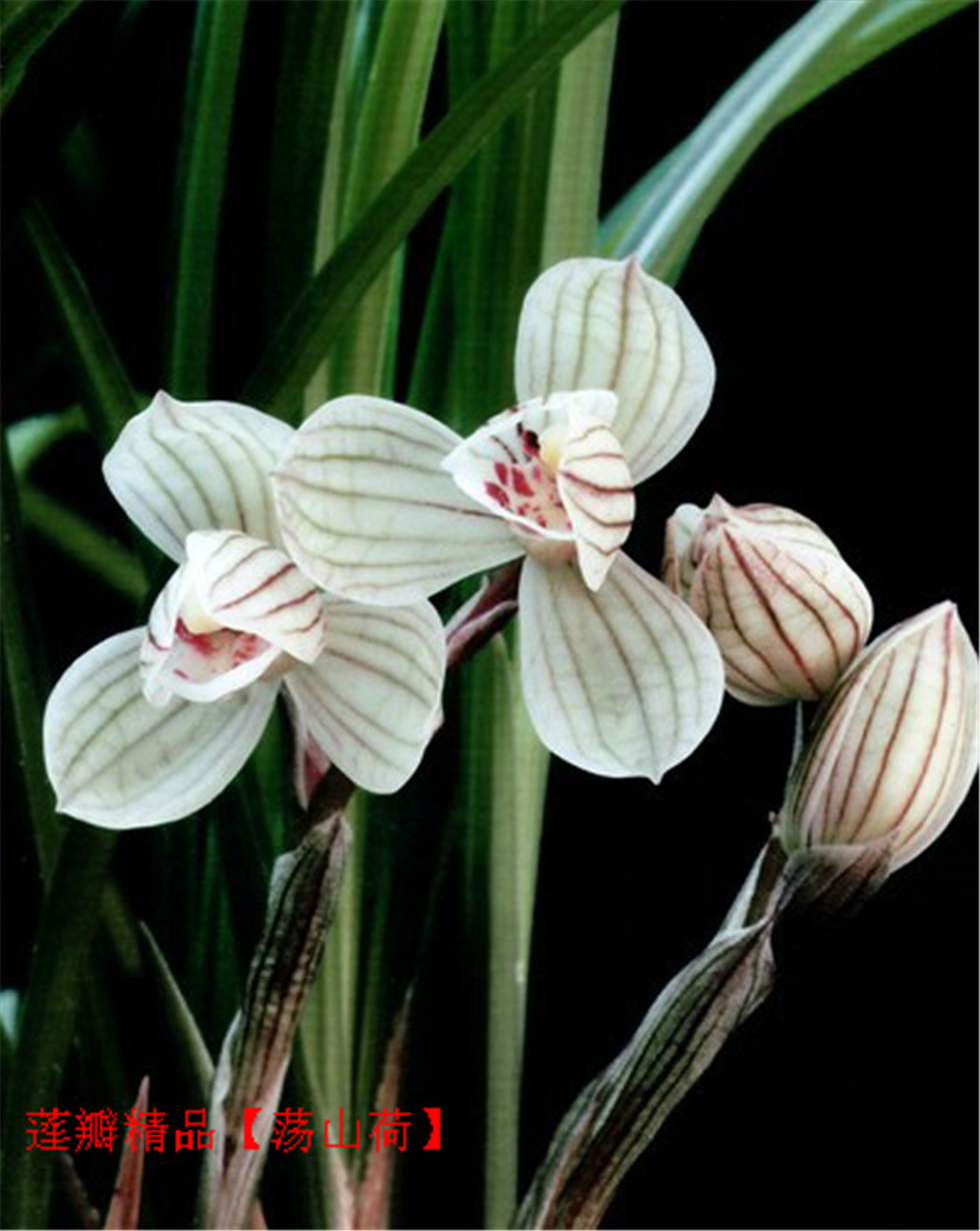 莲瓣兰漂亮【荡山荷】1发2结构共3苗1花苞 611
