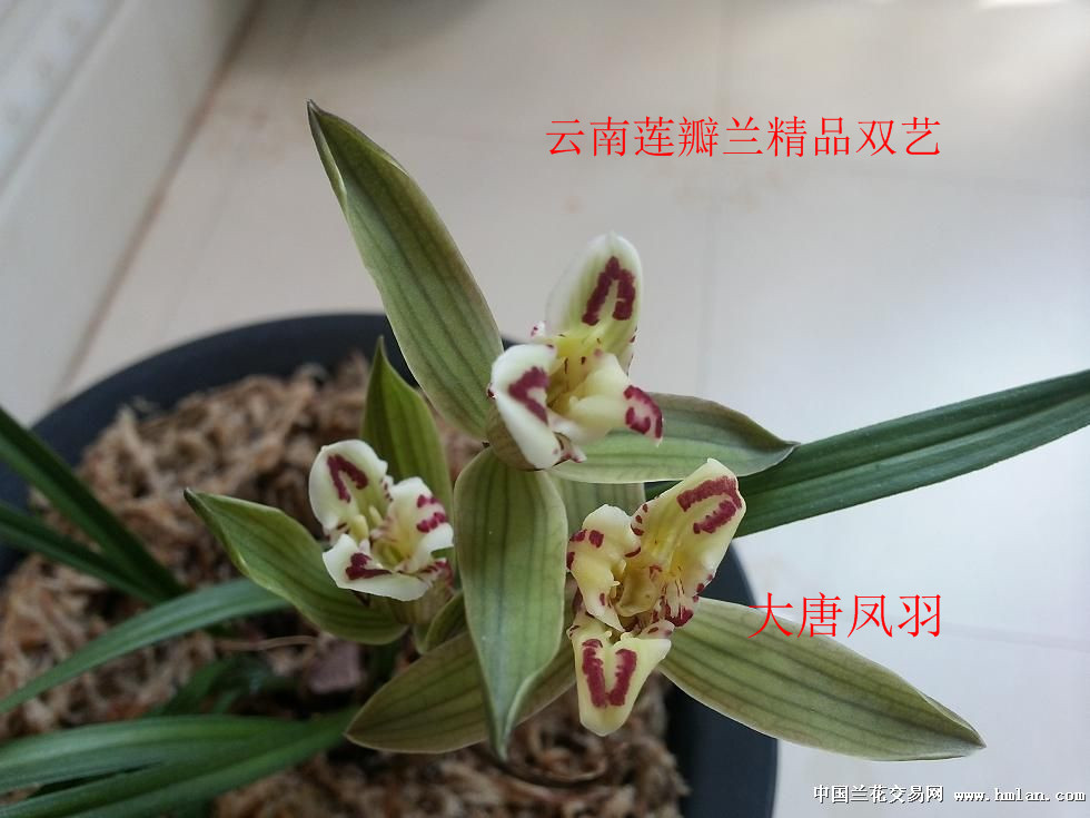 经典莲瓣兰【大唐凤羽】3苗1大芽 1427 - 中国兰花