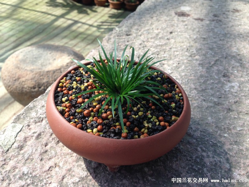 别有味道的金钱菖蒲