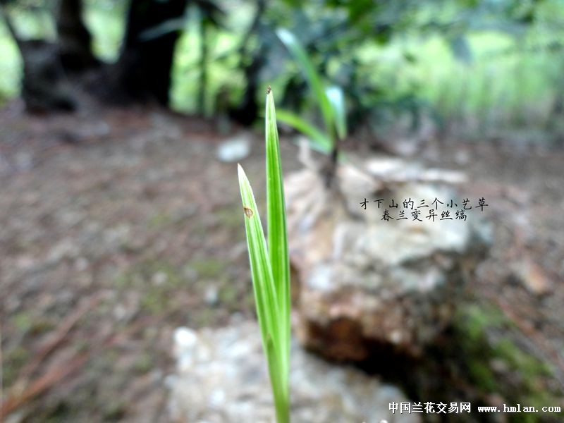三个下山春兰小艺草【青中透 变异丝缟 覆纶小边】图片