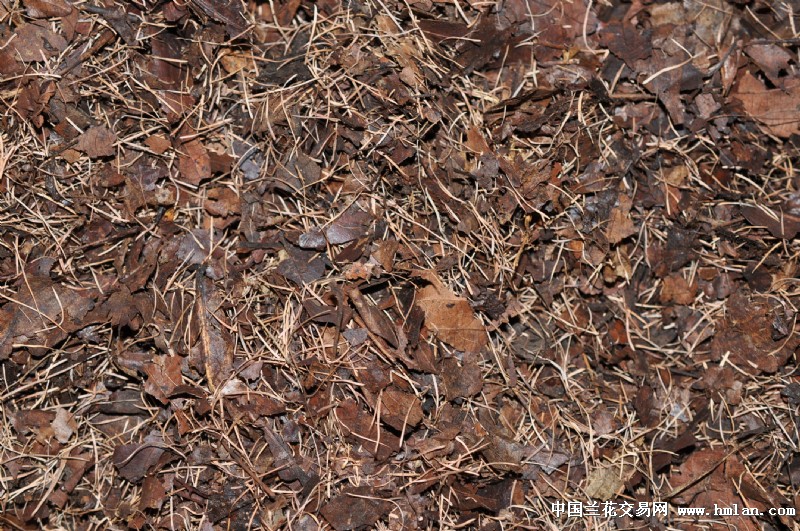 优质君子兰土上拍-促销活动-中国兰花交易网社