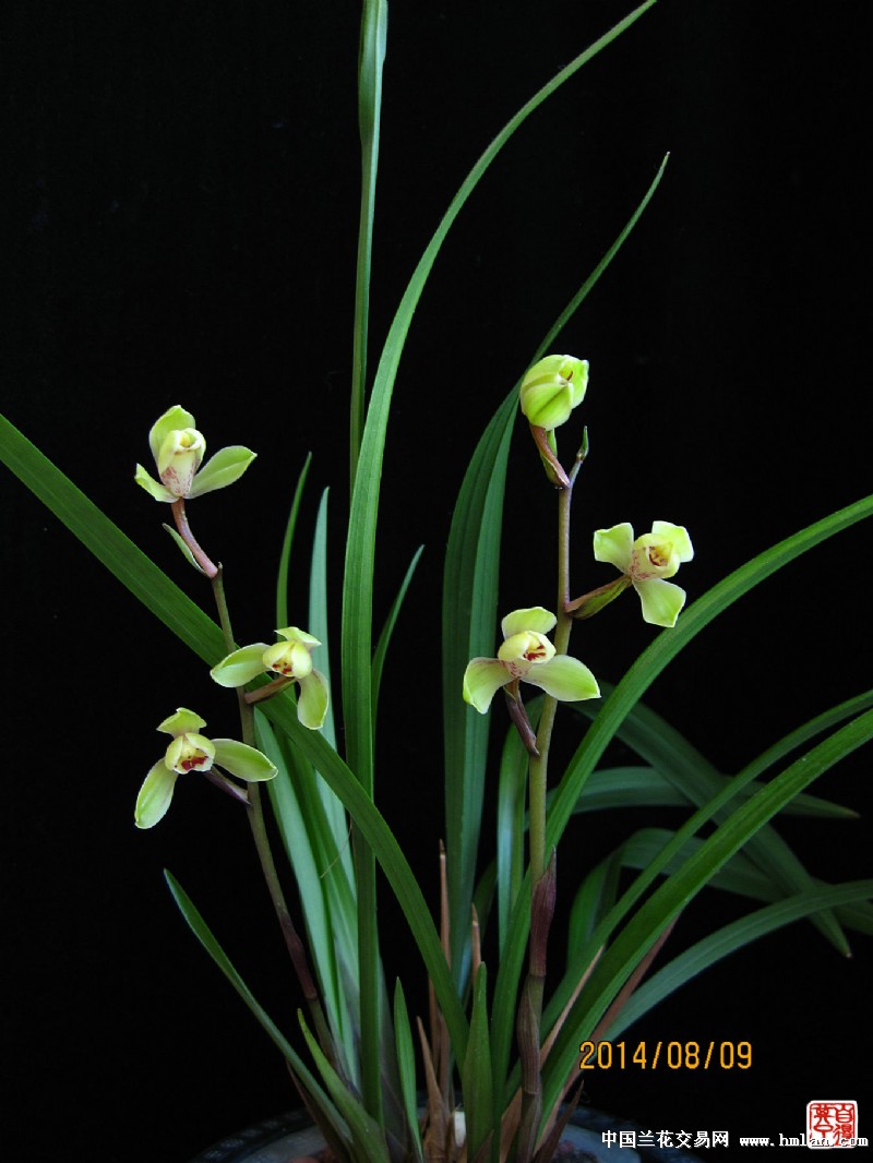 四季花魁 --之红一品+中华水仙(3)-建兰篇-中国