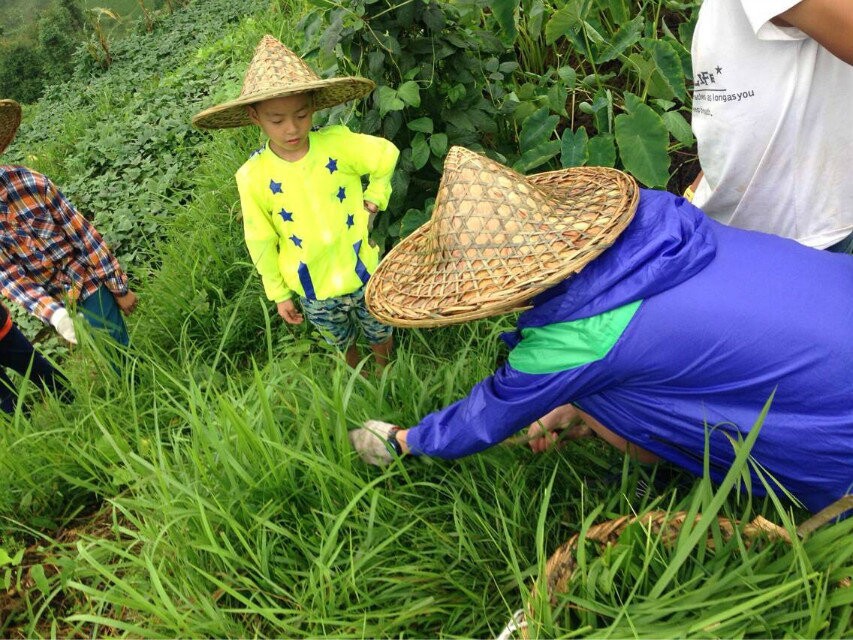 打猪草,割牛草