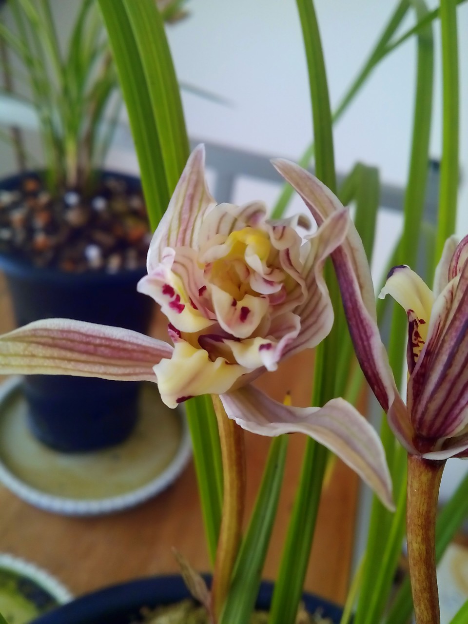 点击图片在新窗口浏览原图