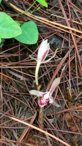 在云南安宁本地发现的野生莲瓣兰花和无叶兰花