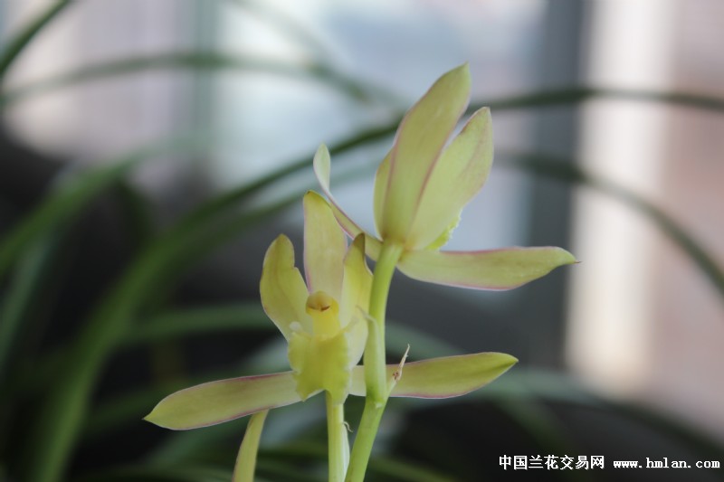 我的爱,赤裸裸--南阳蕙萃素花开。-蕙兰篇-中