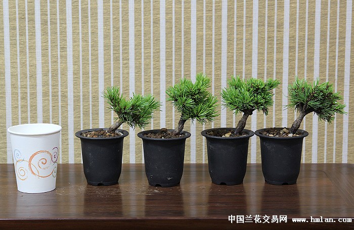 瑞祥-日本那须系顶级贵品五针松-盆景园艺-中国