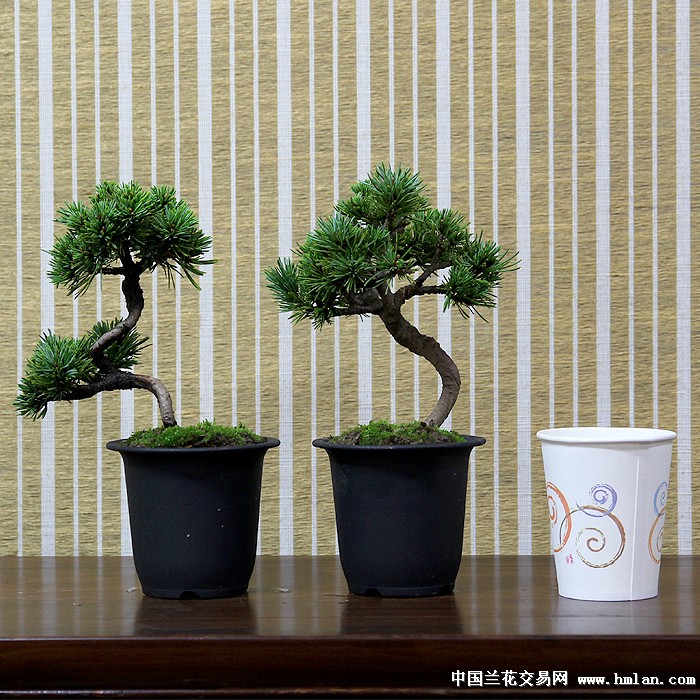 瑞祥-日本那须系顶级贵品五针松-盆景园艺-中国