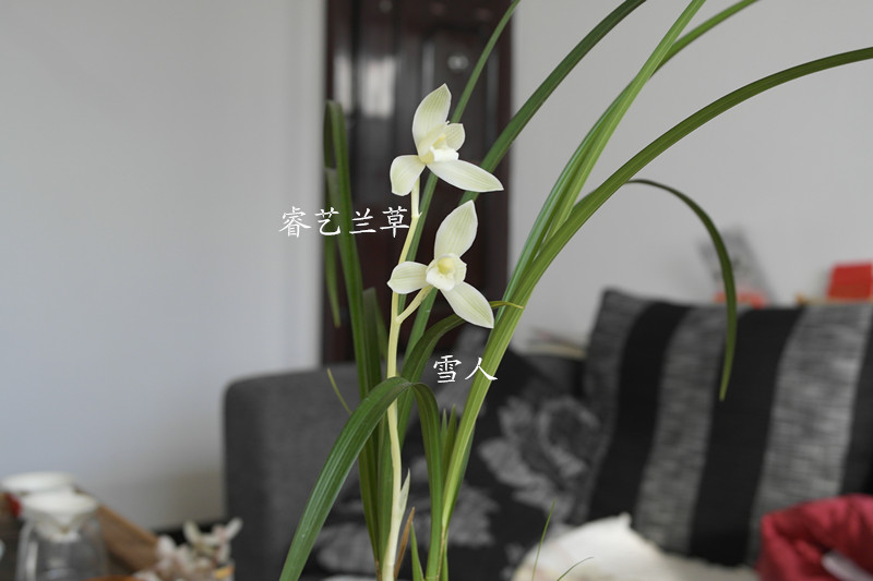 雪人-今天翻盆,看看今年的养殖效果-莲瓣篇-中国兰花