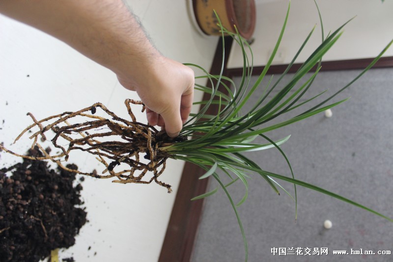 知足素梅翻盆~烂烂根,郁闷-种养心得-中国兰花