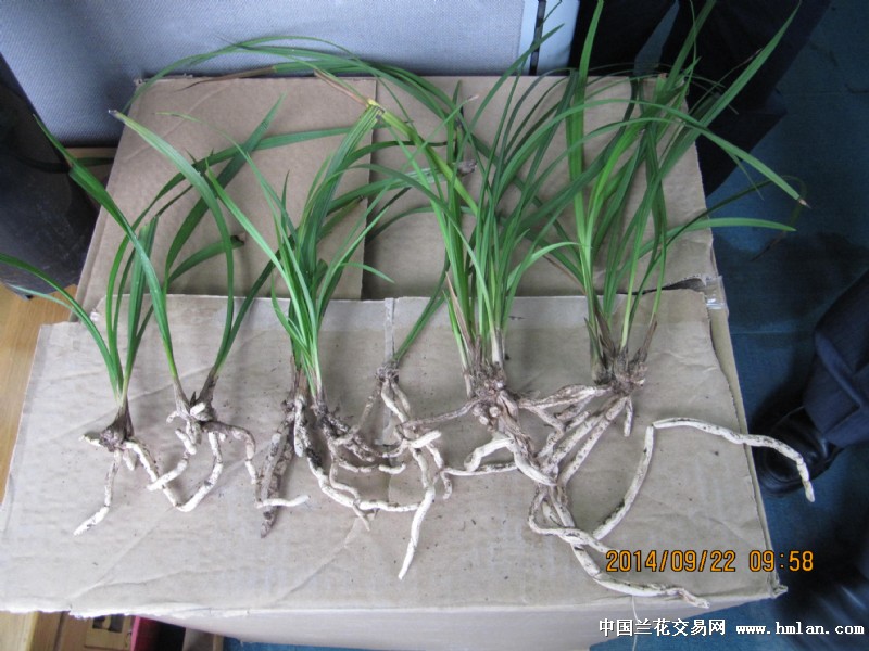送昆山兰友老头草-以兰会友-中国兰花交易网社