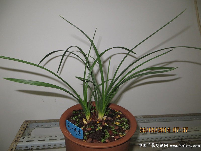 素心兰叶姿-蕙兰篇-中国兰花交易网社区