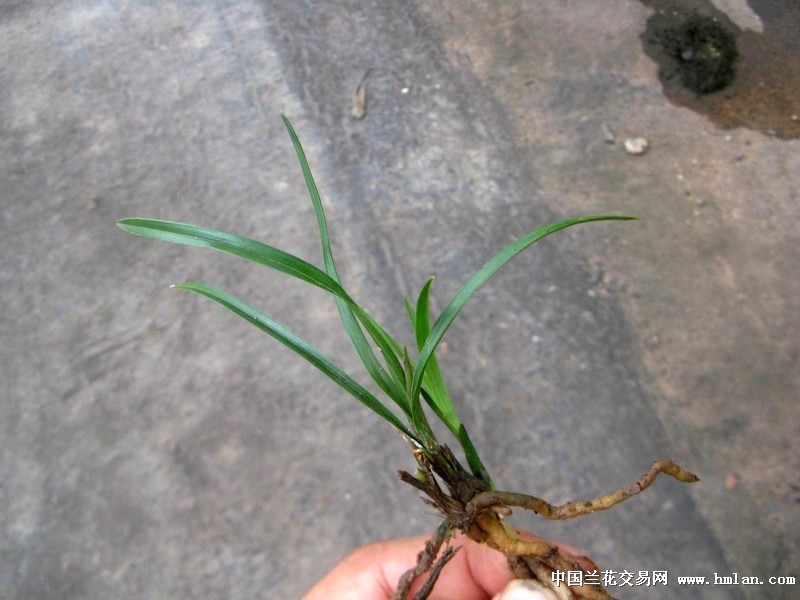 病菌状况: 无 兰花小类: 下山新品 > 春兰 > 奇叶 品种来源: 贵州